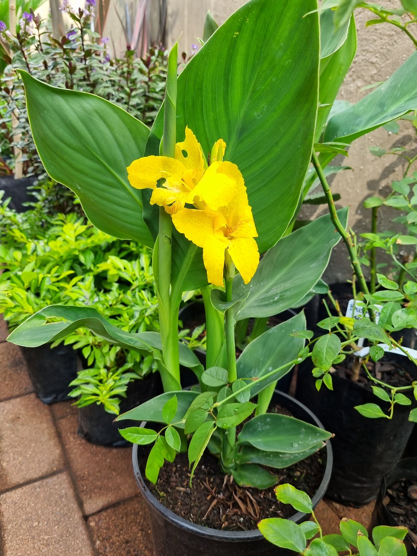 Canna Cannova Varieties 20cm pot