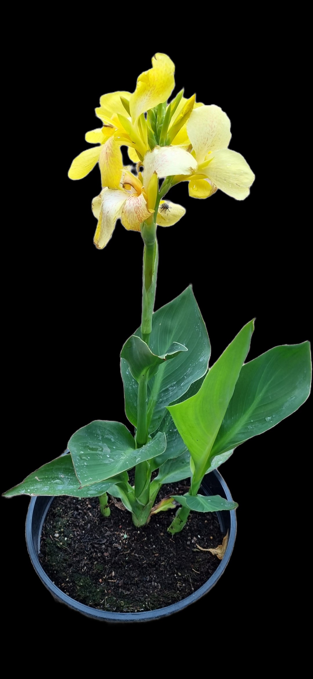 Canna Cannova Varieties 20cm pot