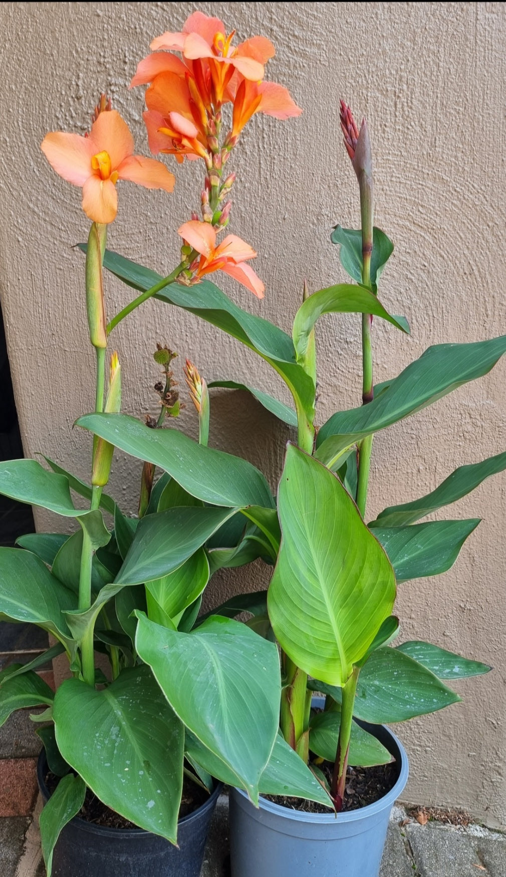 Canna Cannova Varieties 20cm pot