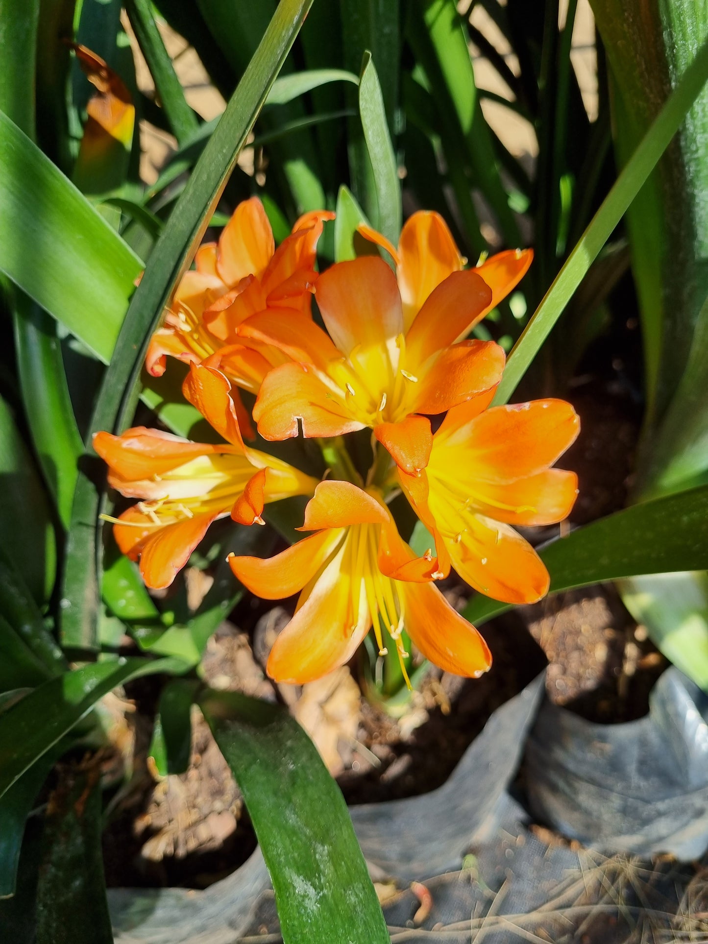 Clivia Orange 4L bag