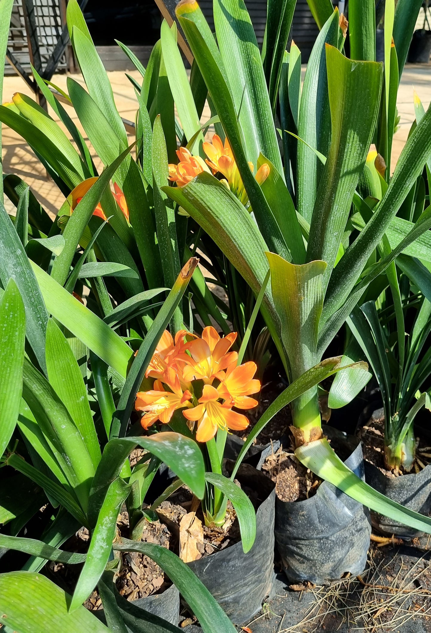 Clivia Orange 4L bag