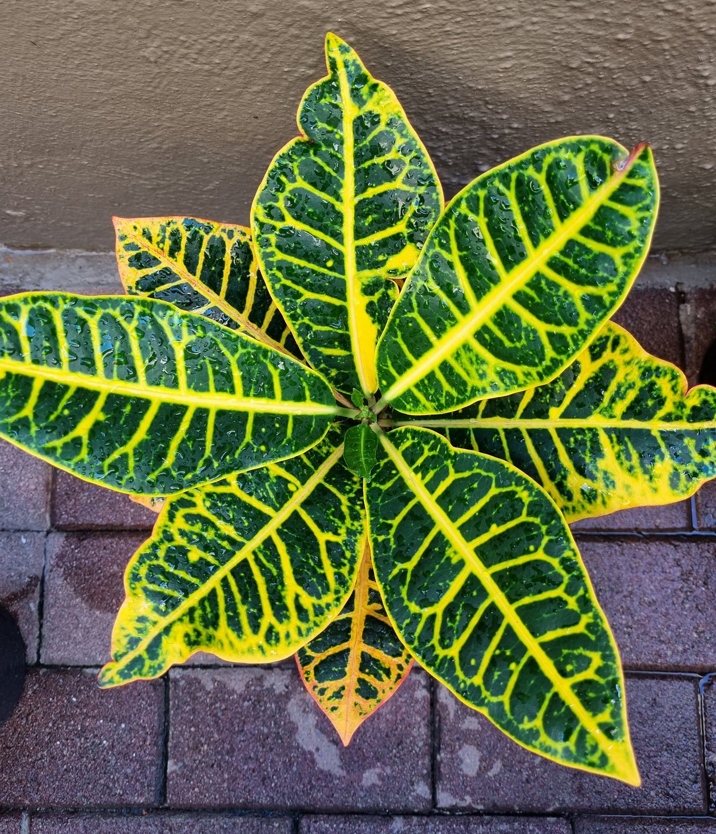 Indoor Croton Petra