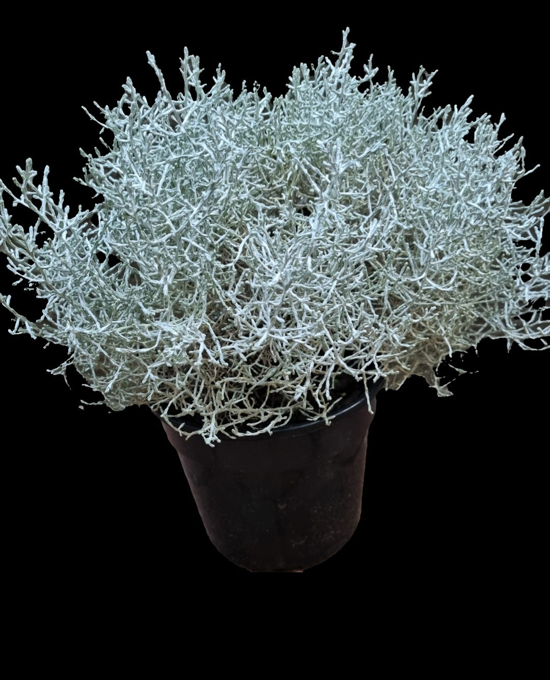 Cushion Bush Leucophyta Brownii 14cm pot