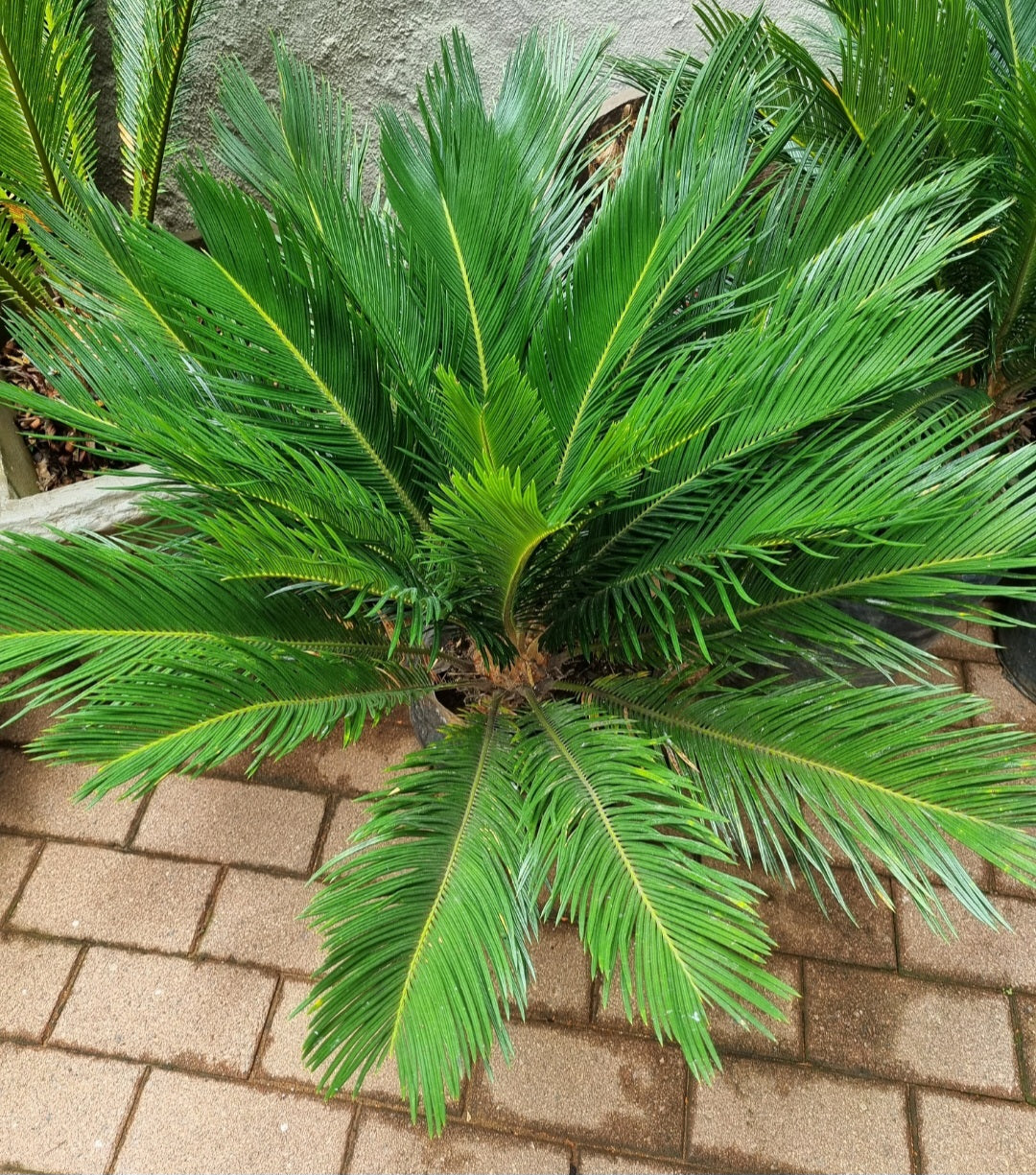 Cycas Revoluta 20L/30L