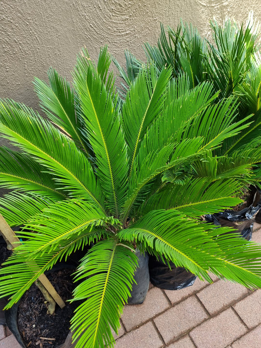 Cycas Revoluta 20/30L Bag, Large Cone