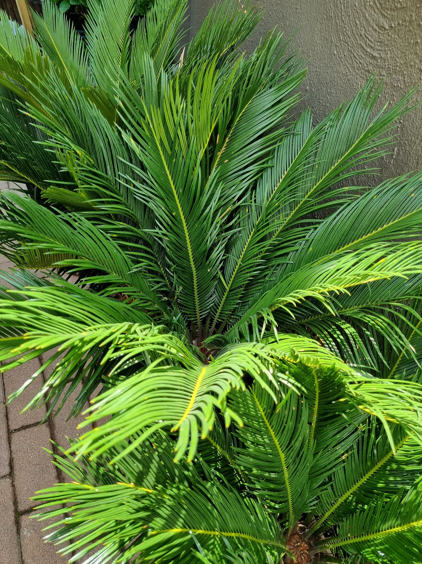 Cycas Revoluta 20/30L Bag, Large Cone