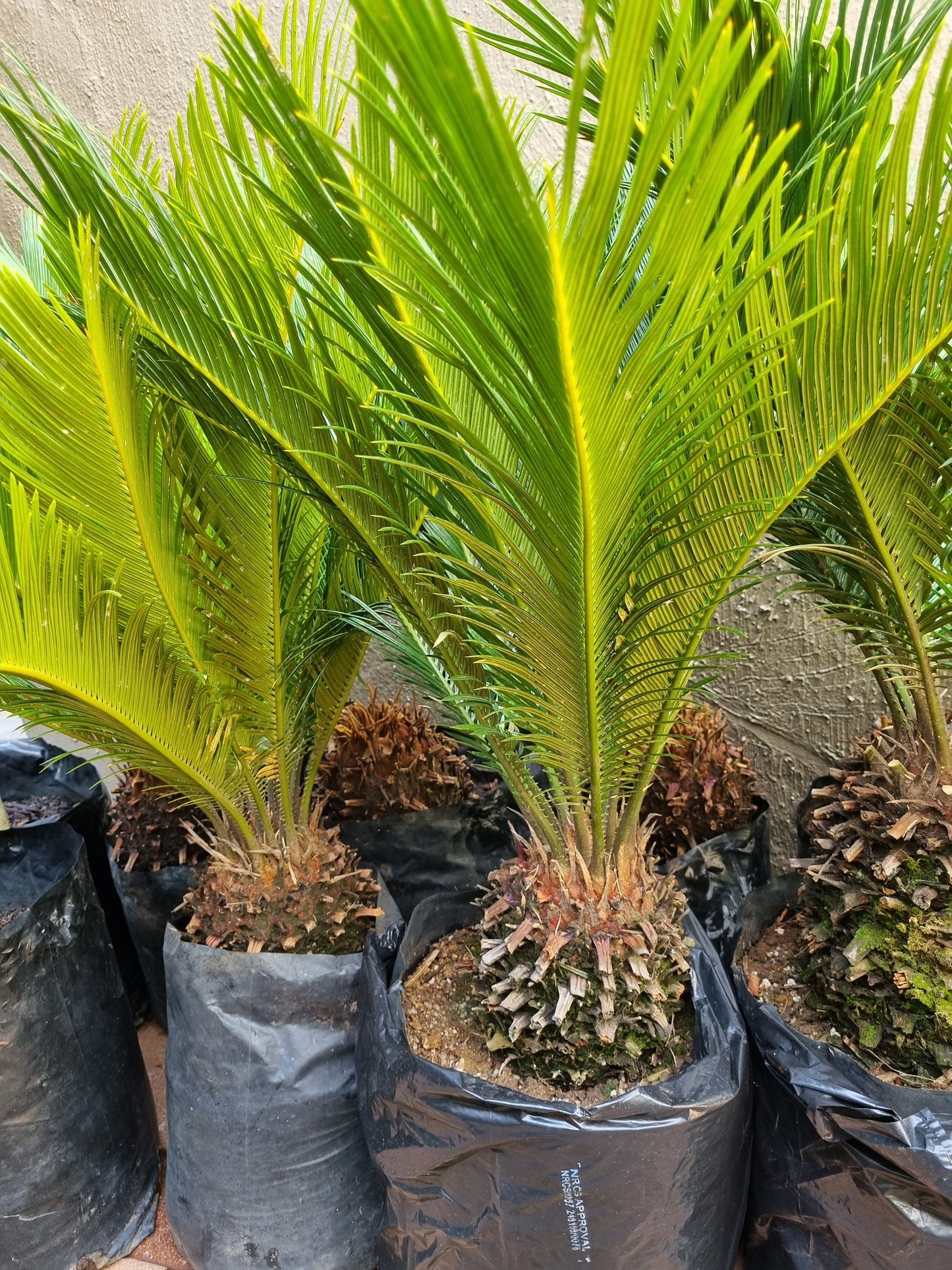 Cycas Revoluta 20/30L Bag, Large Cone