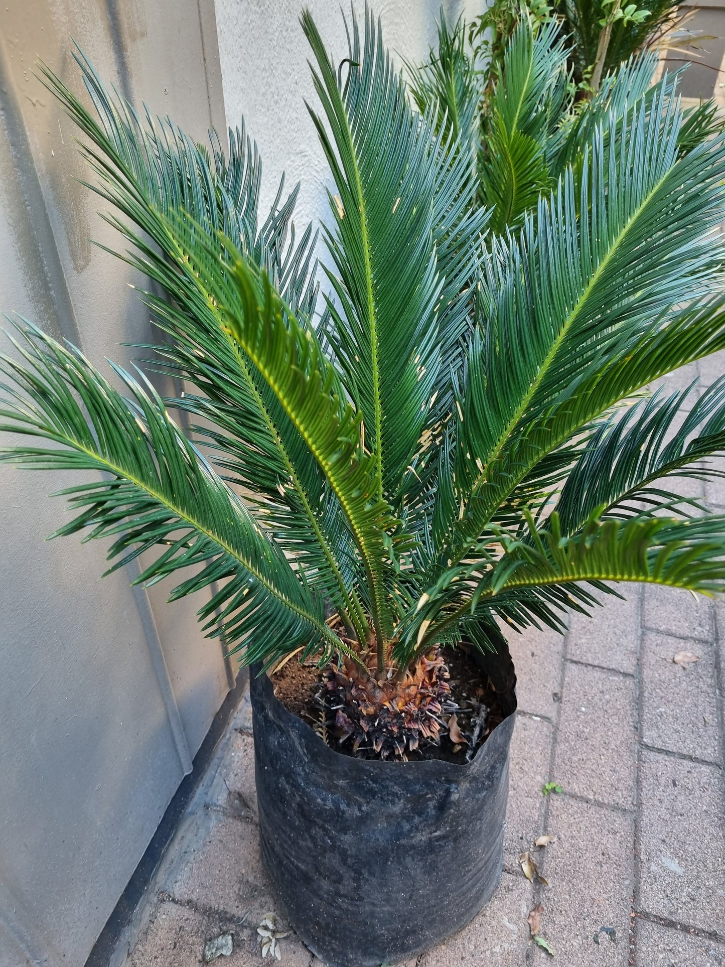 Cycas Revoluta 20L/30L