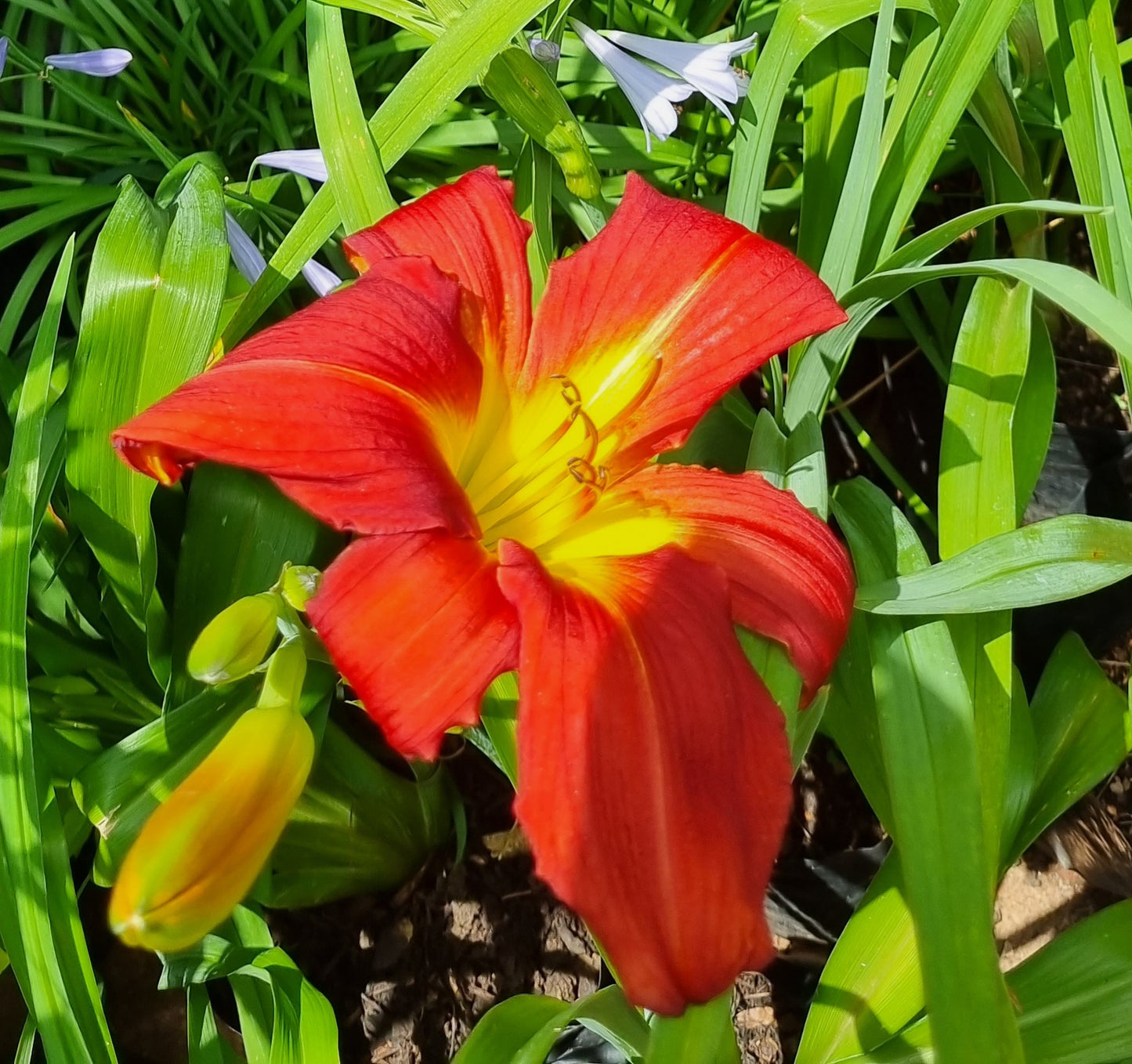 Day Lilies