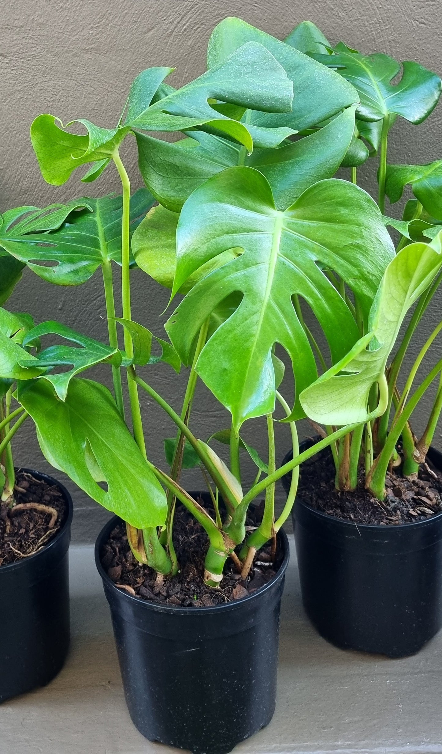 Indoor Monstera Deliciosa(Split-Leaf Philodendron) 23cm pot