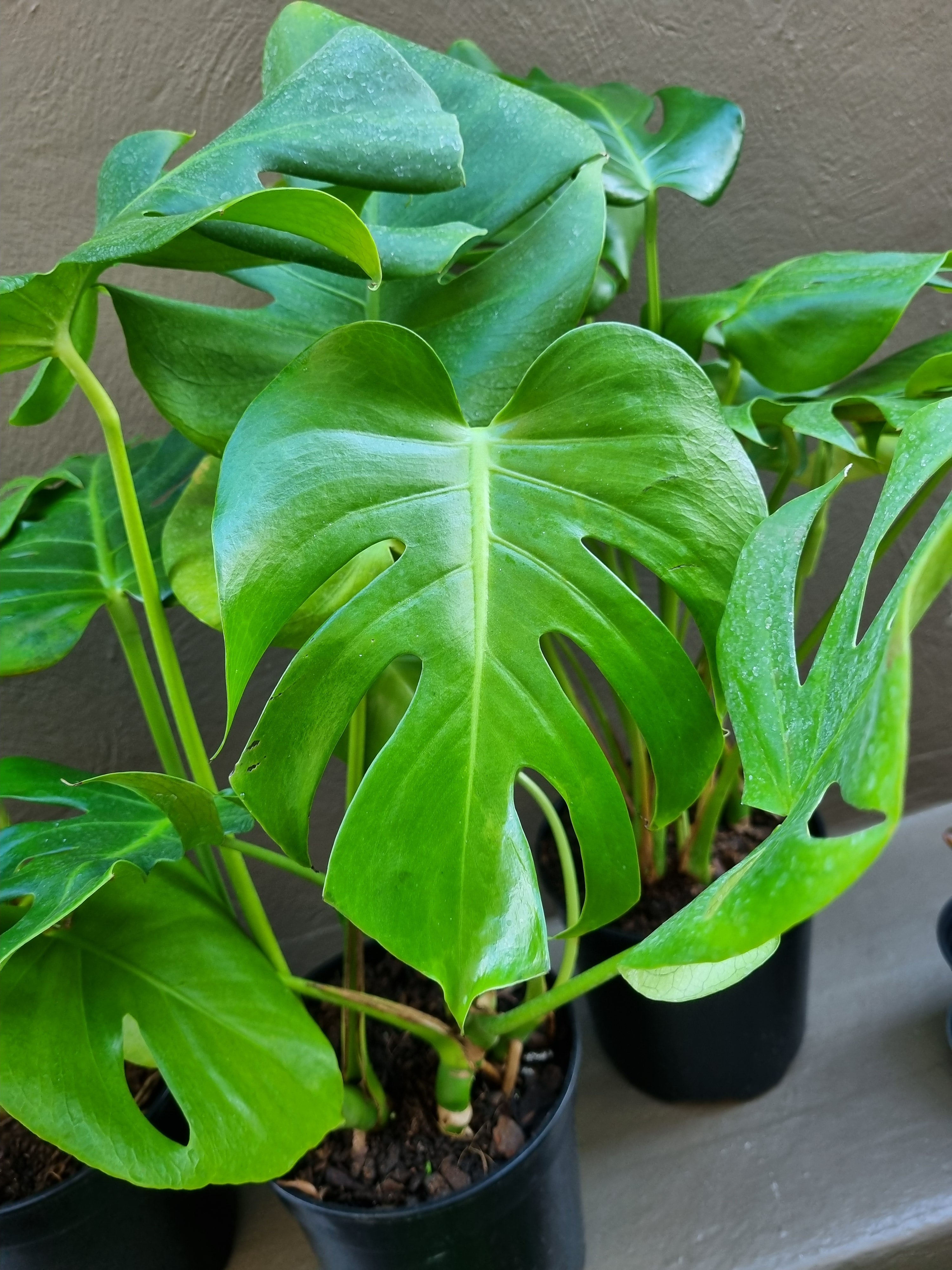 Indoor Monstera Deliciosa(Split-Leaf Philodendron) 23cm pot – Lenzanne ...