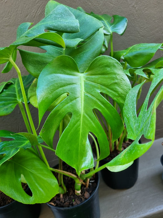 Indoor Monstera Deliciosa(Split-Leaf Philodendron) 23cm pot