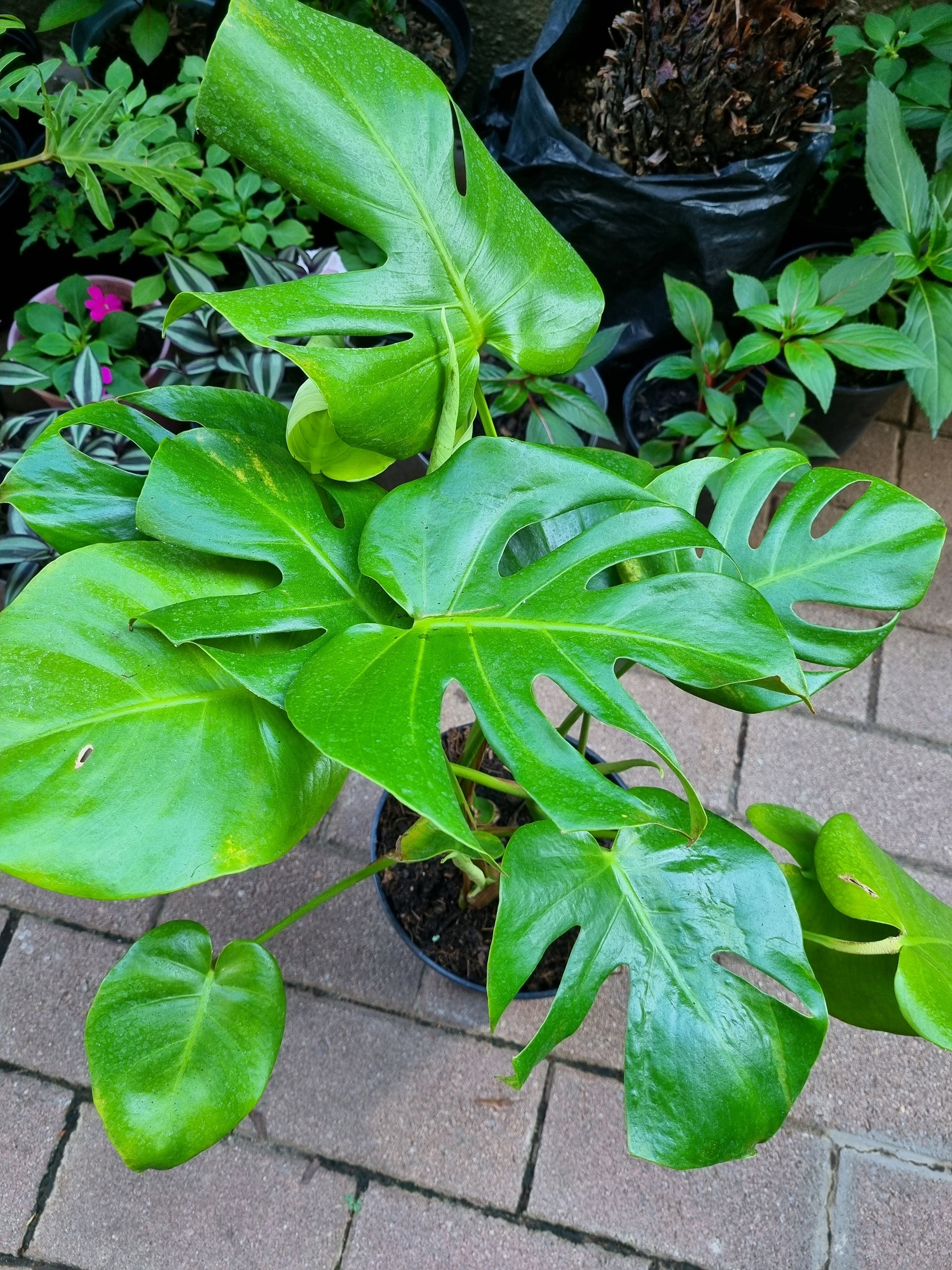 Indoor Monstera Deliciosa(Split-Leaf Philodendron) 23cm pot – Lenzanne ...