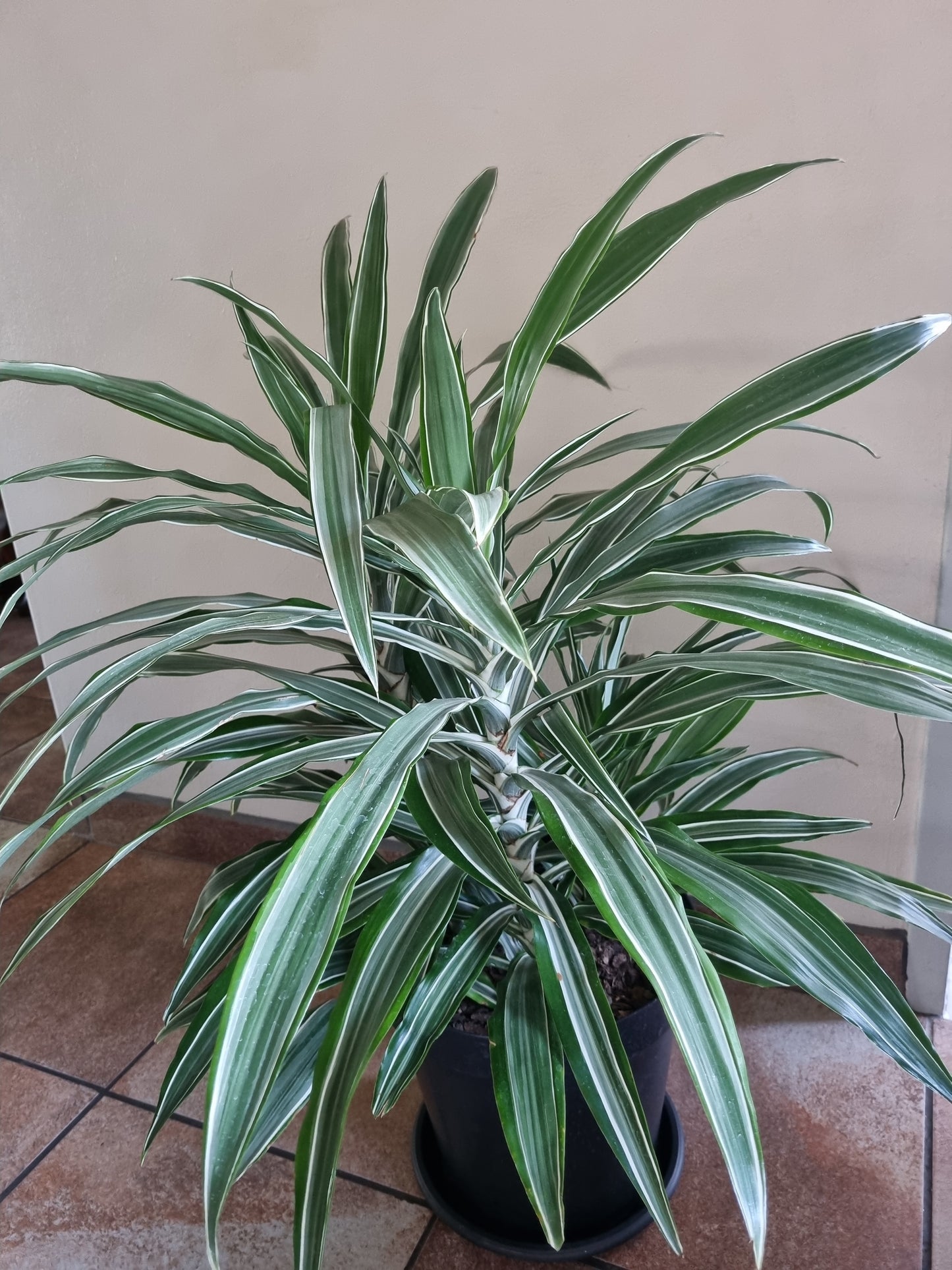 Indoor Dracaena Warneckii  30cm Pot