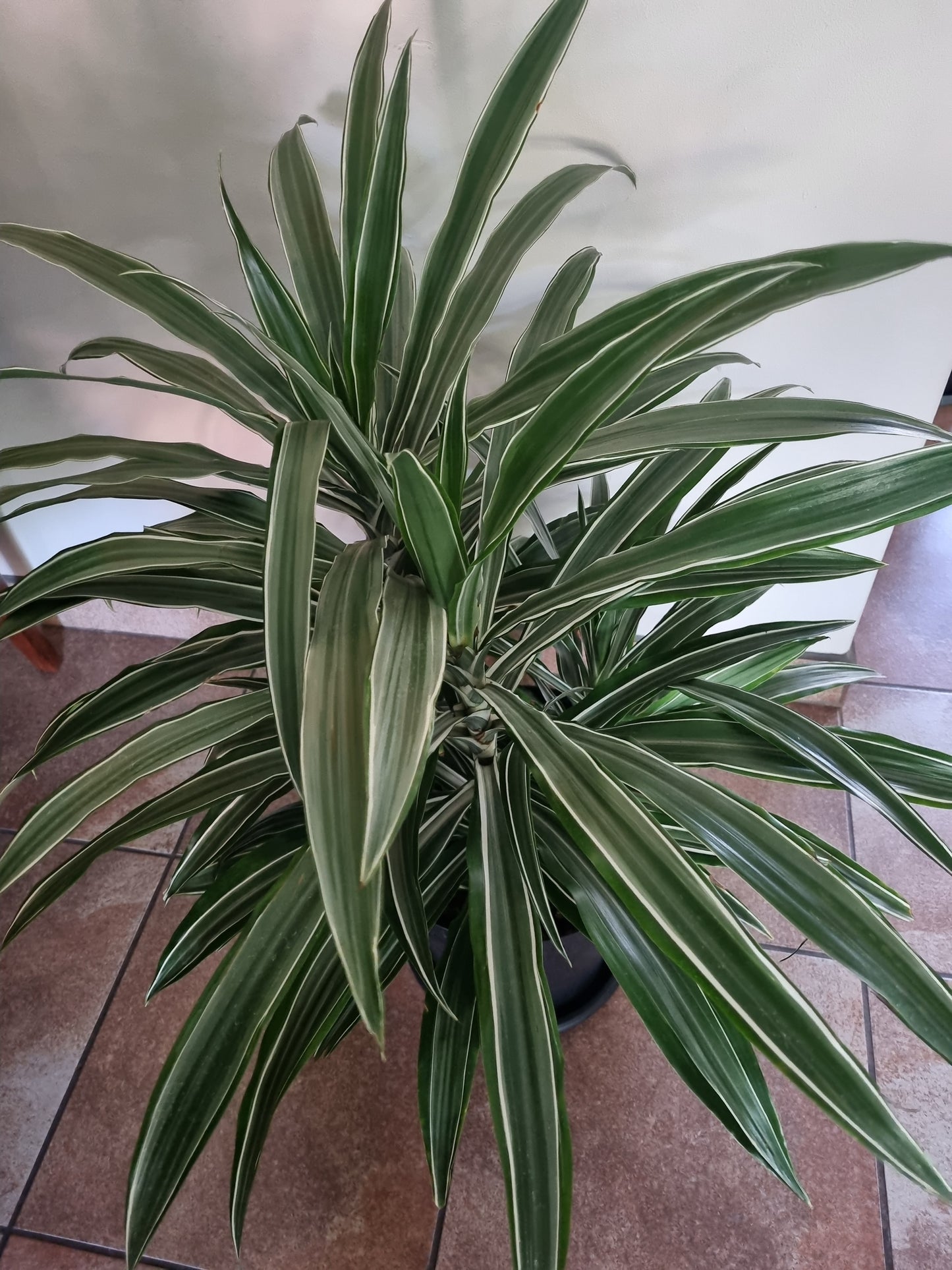 Indoor Dracaena Warneckii  30cm Pot