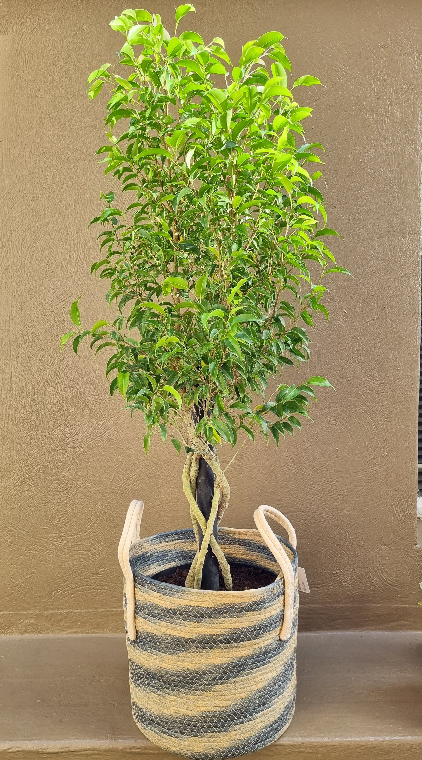 Indoor Ficus Benjamin Natasja 23cm pot Platted Stem