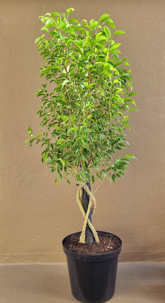 Indoor Ficus Benjamin Natasja 23cm pot Platted Stem