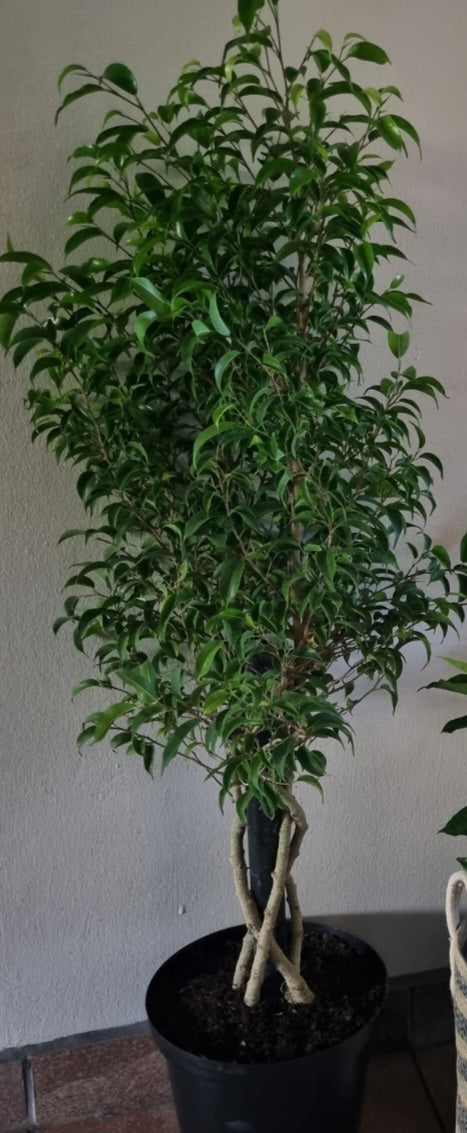 Indoor Ficus Benjamin Natasja 23cm pot Platted Stem