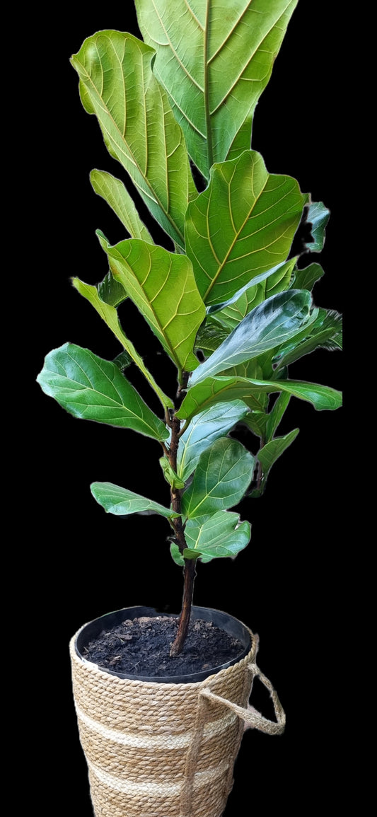 Indoor Plants Ficus Lyrata Fiddle Leaf 30cm plastic pot