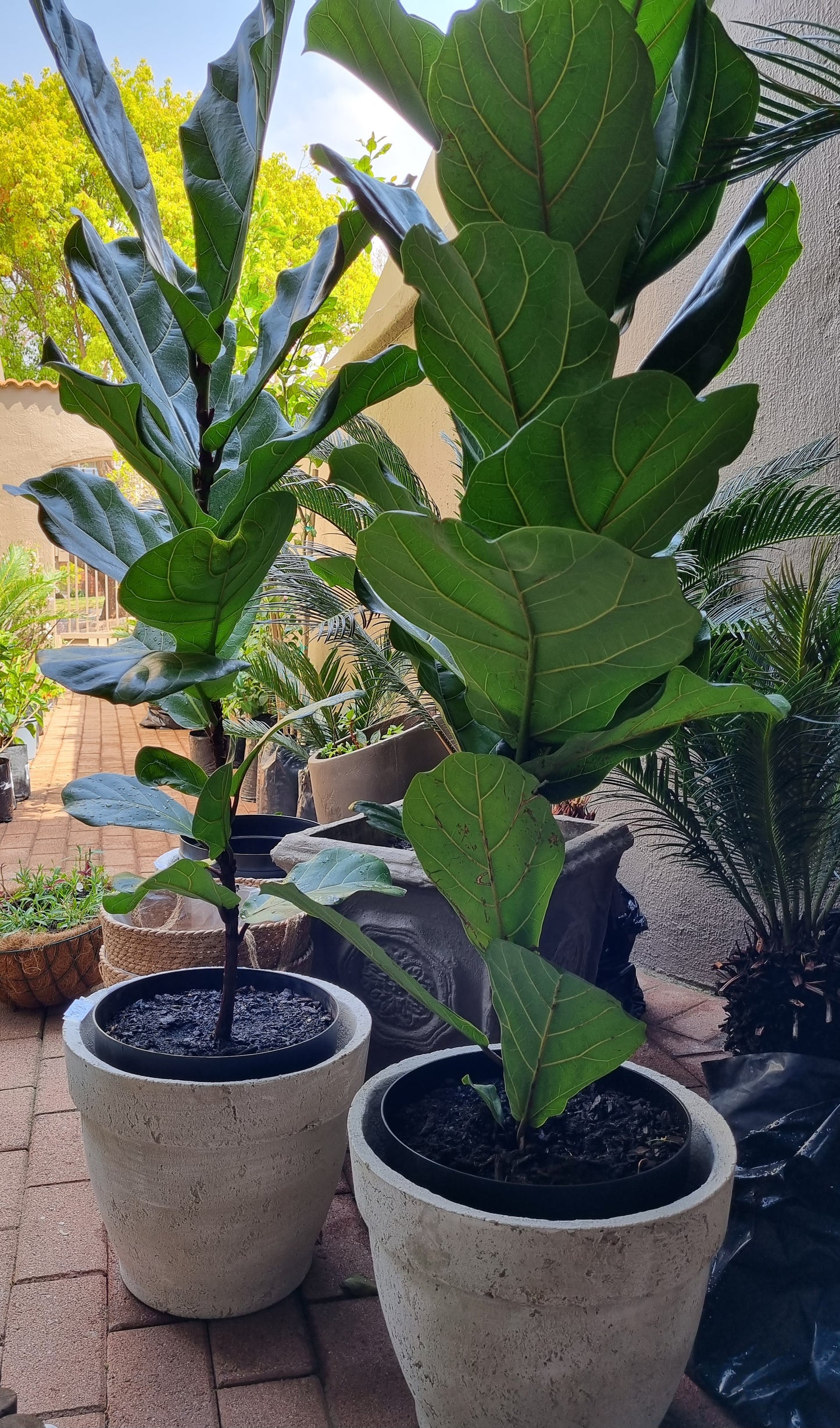 Indoor Plants Ficus Lyrata Fiddle Leaf 30cm plastic pot