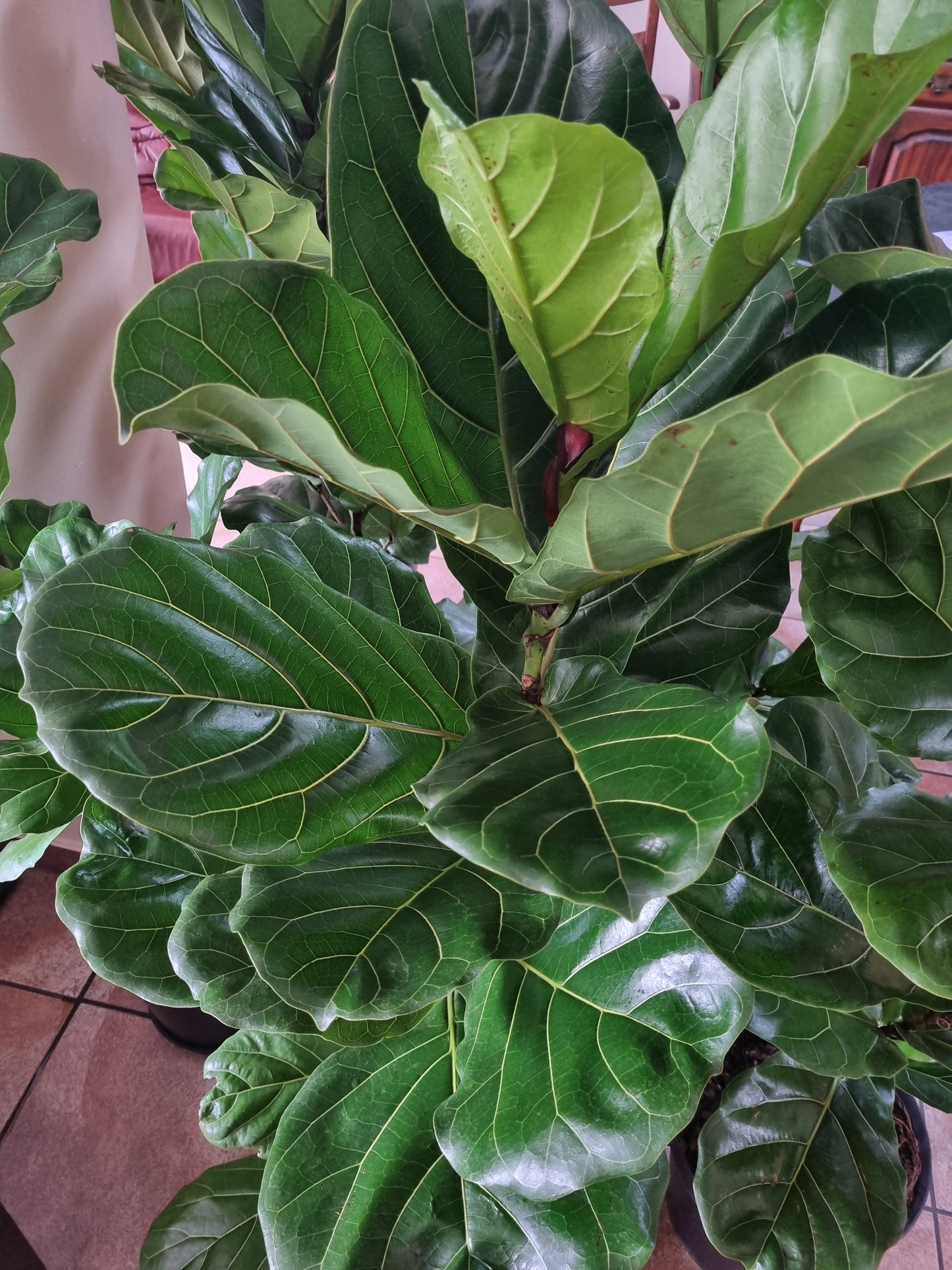 Indoor Plants Ficus Lyrata Fiddle Leaf 30cm plastic pot