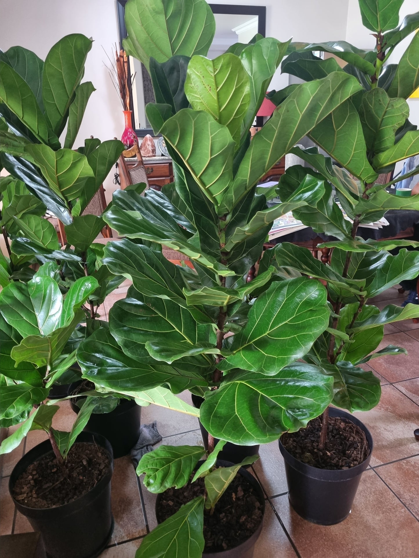 Indoor Plants Ficus Lyrata Fiddle Leaf 30cm plastic pot