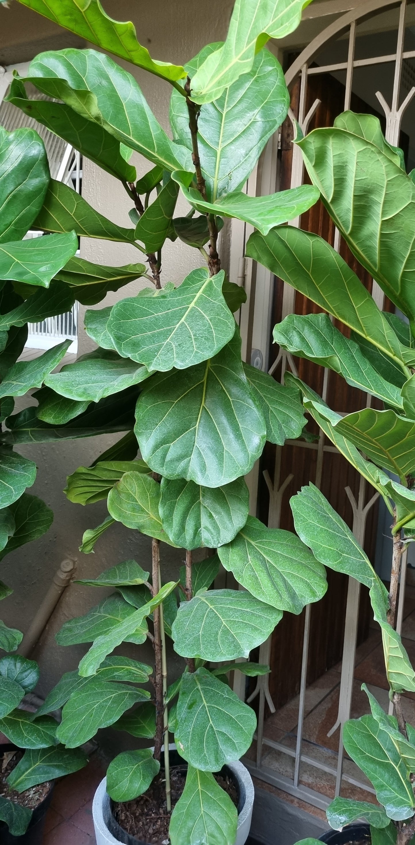 Indoor Plants Ficus Lyrata Double Fiddle Leaf plant, 30cm plastic pot