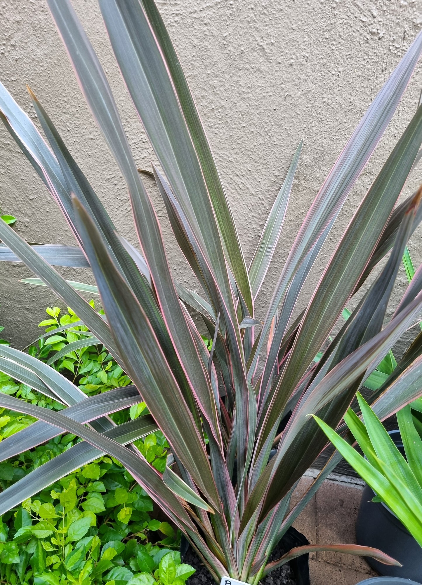 Flax (Phormium Tenax) Pink Stripe 10L