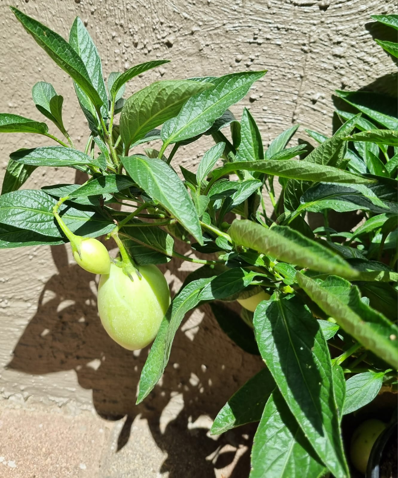 Fruit Salad Plant Solanum Muricatum 19cmpots