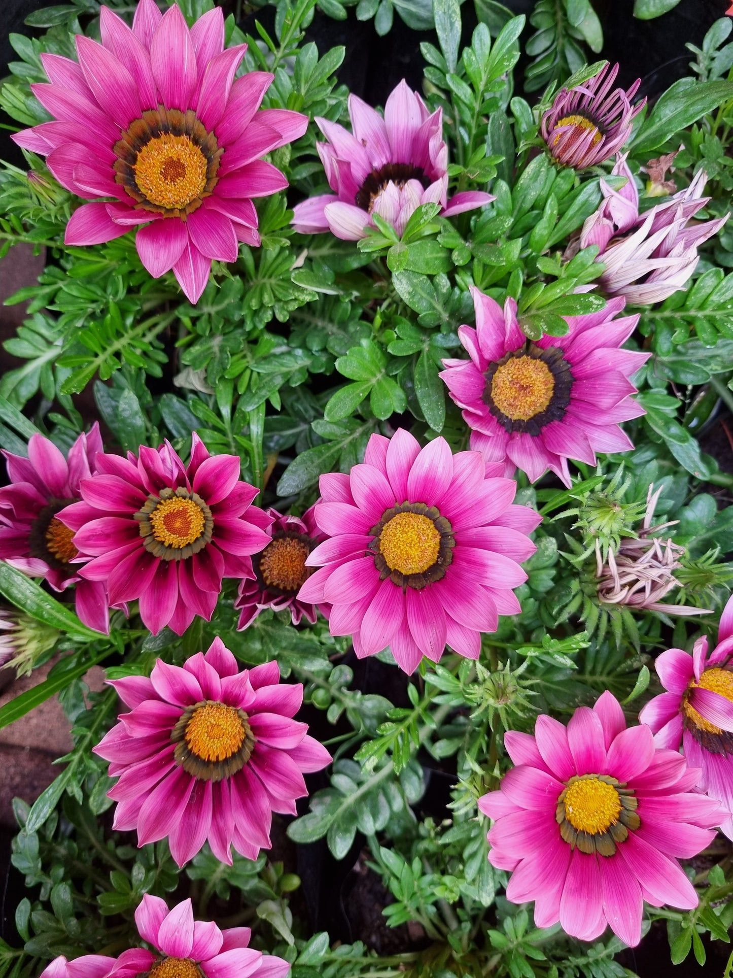 Gazania Pink 4L