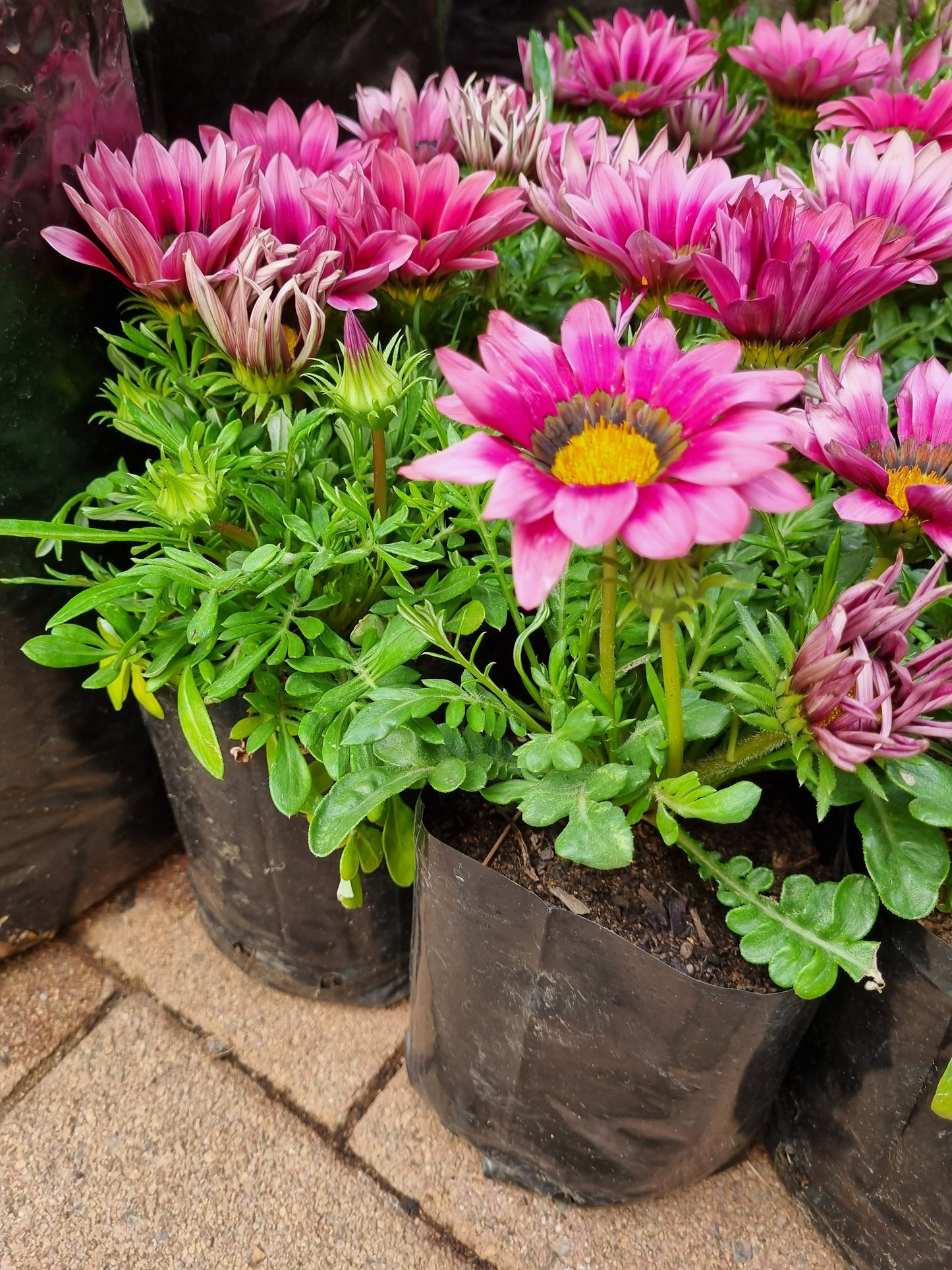 Gazania Pink 4L