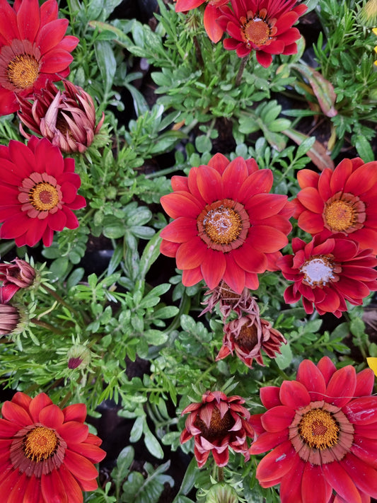 Gazania Red 4L