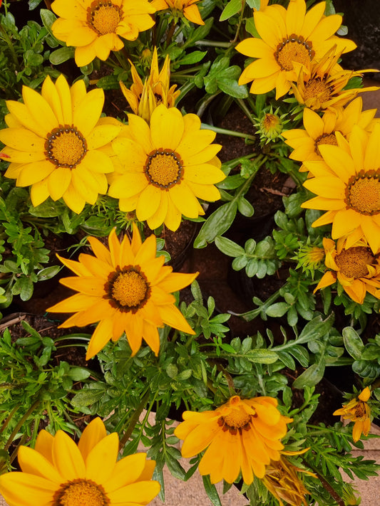 Gazania Yellow 4L