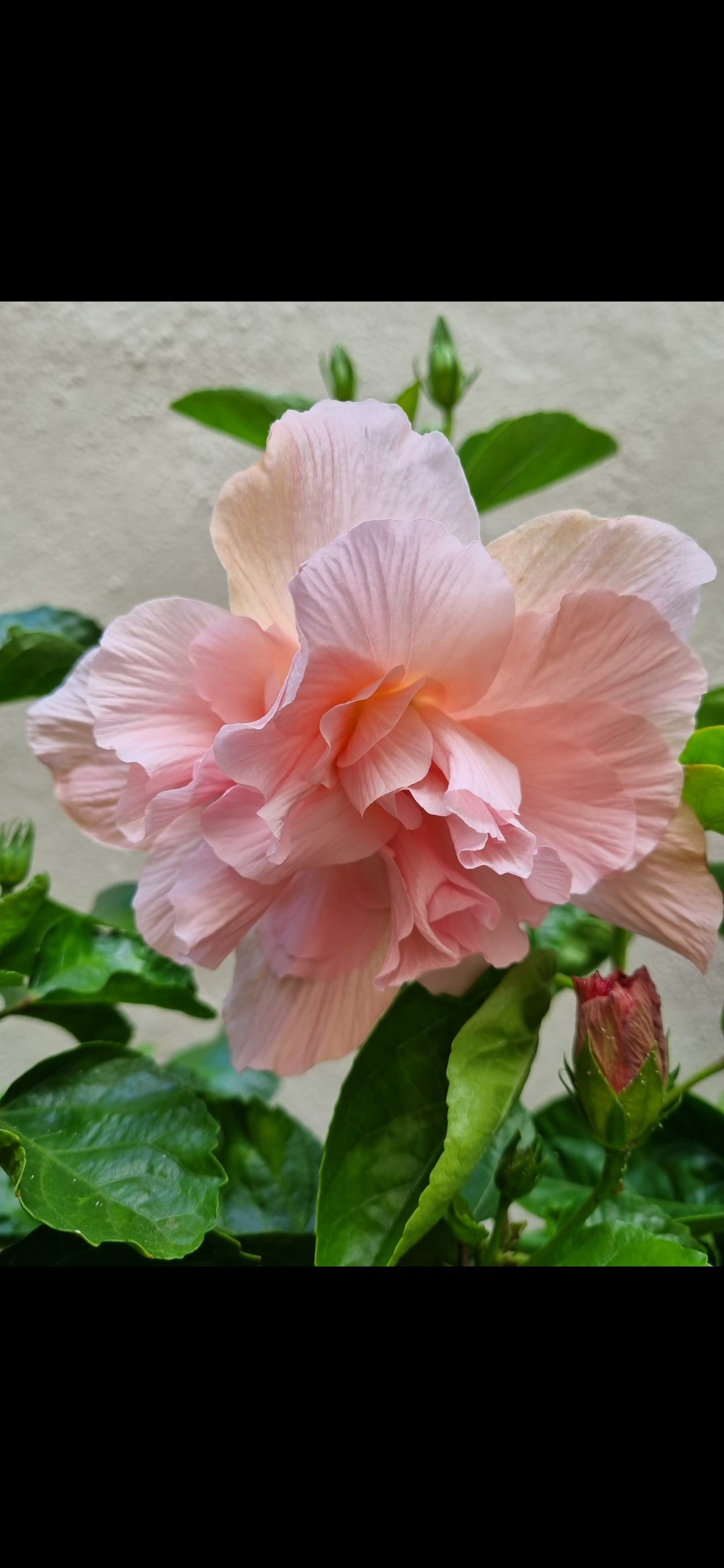 Hibiscus Bride  5L