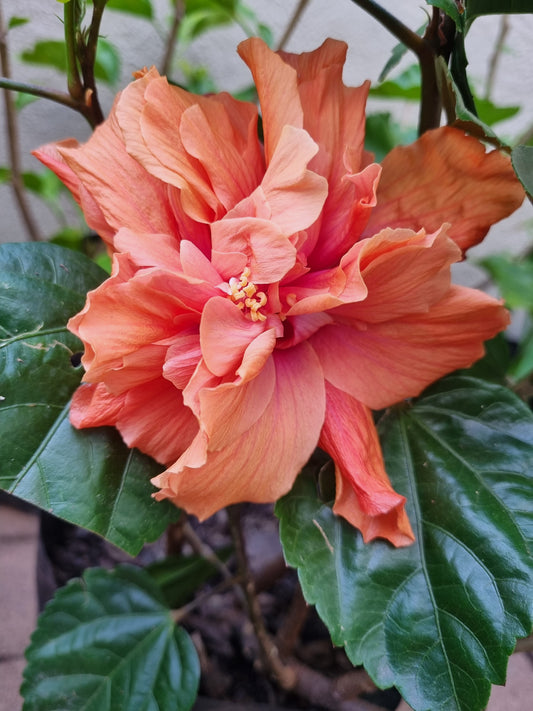 Hibiscus DJ O'Brianne 5L