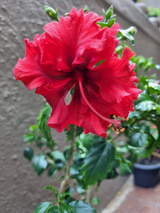 Hibiscus Red Dragon  5L