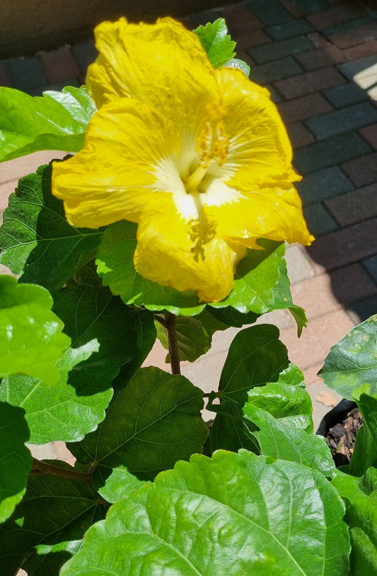 Hibiscus Golden Girl 5L