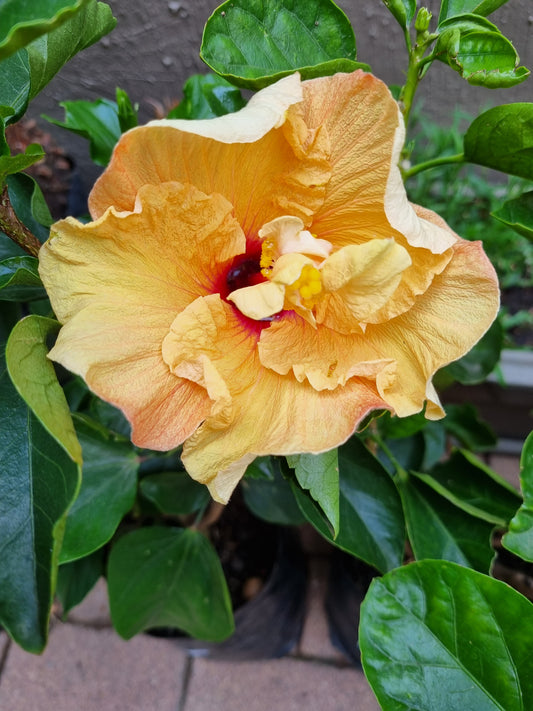 Hibiscus Graceful 5L