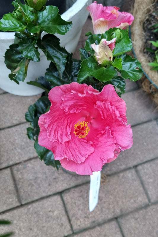 Hibiscus Gwen Mary 5L