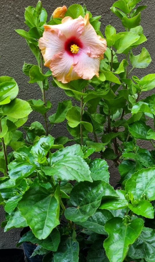 Hibiscus Monet 5L