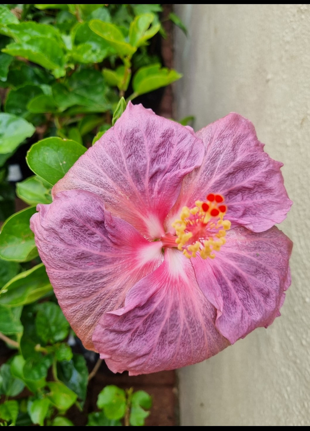 Hibiscus Morning Star  5L