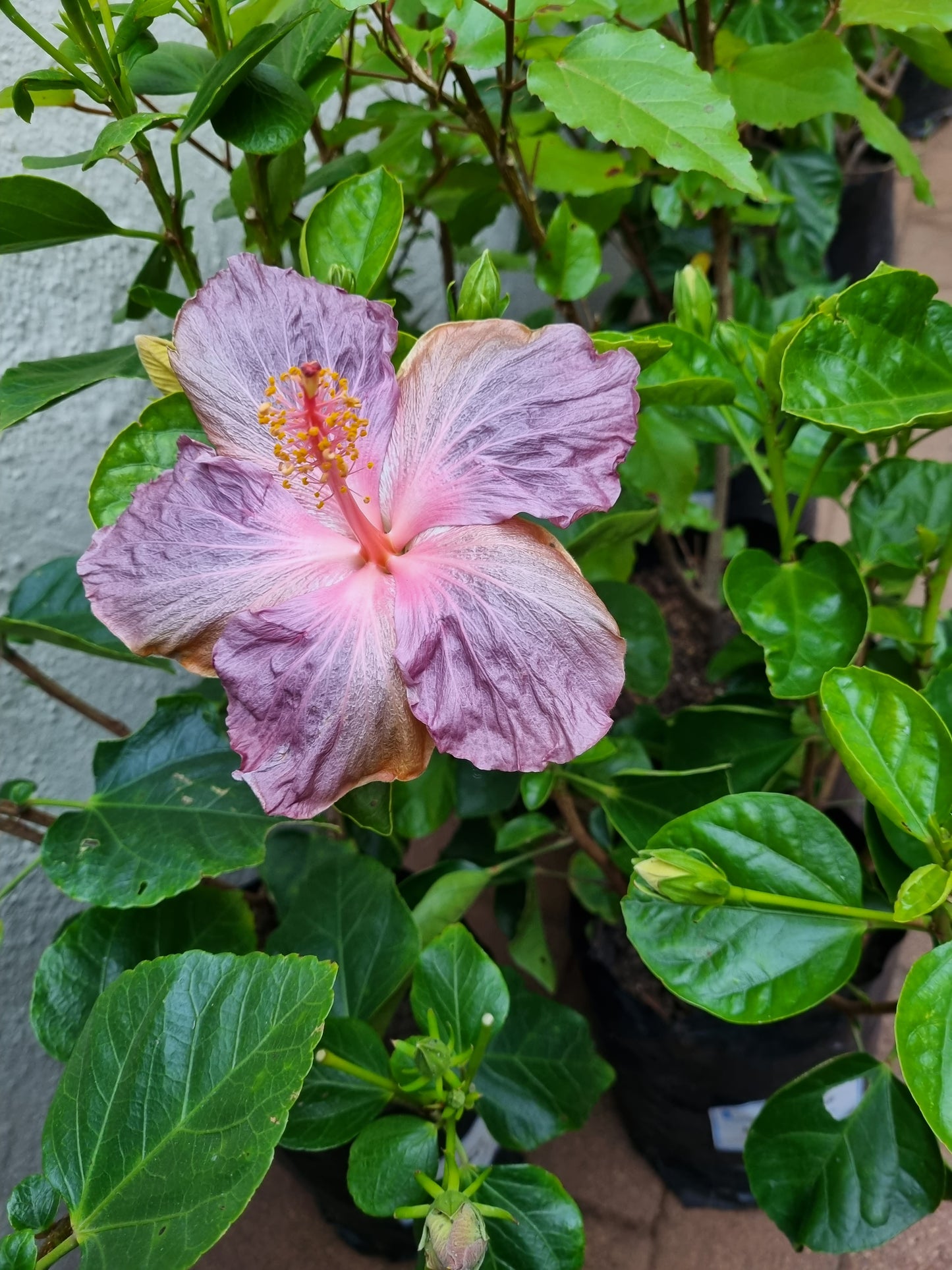 Hibiscus Morning Star  5L