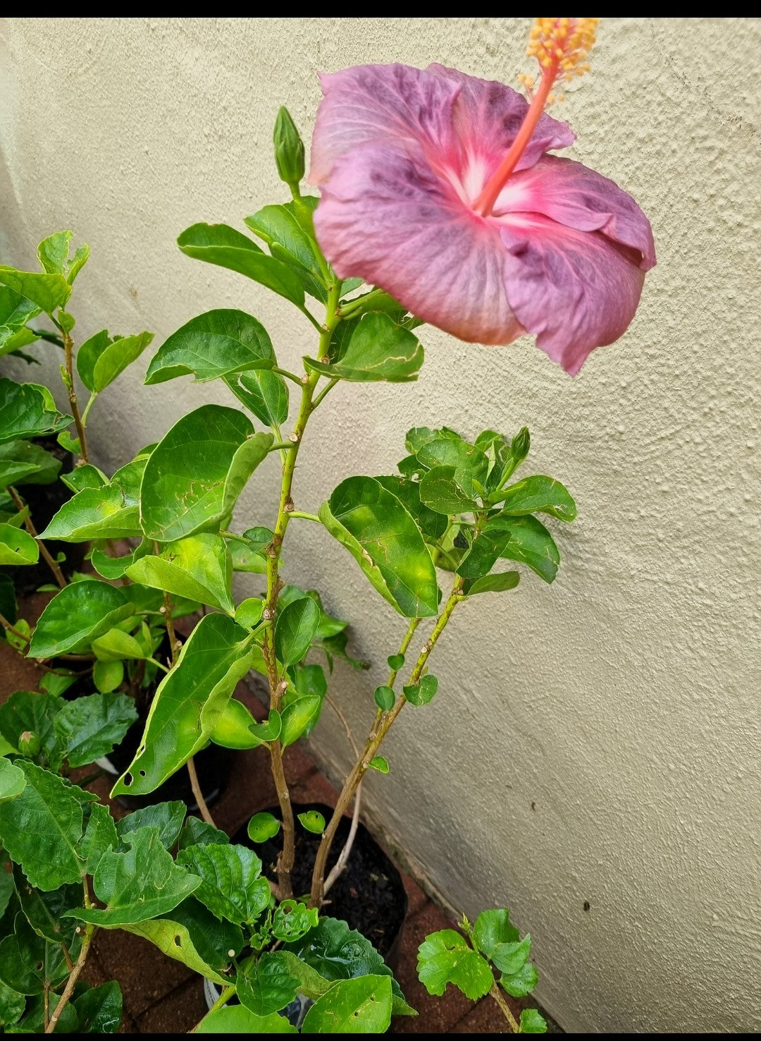 Hibiscus Morning Star  5L