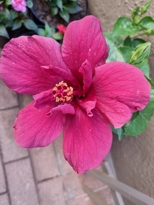 Hibiscus Pro Legato 5L