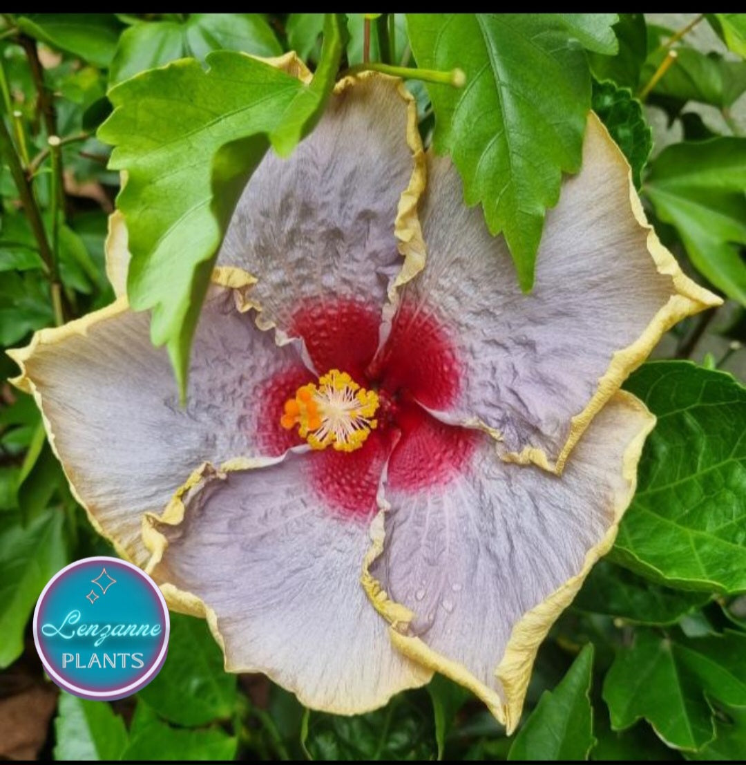 Hibiscus Silver Pearl 5L