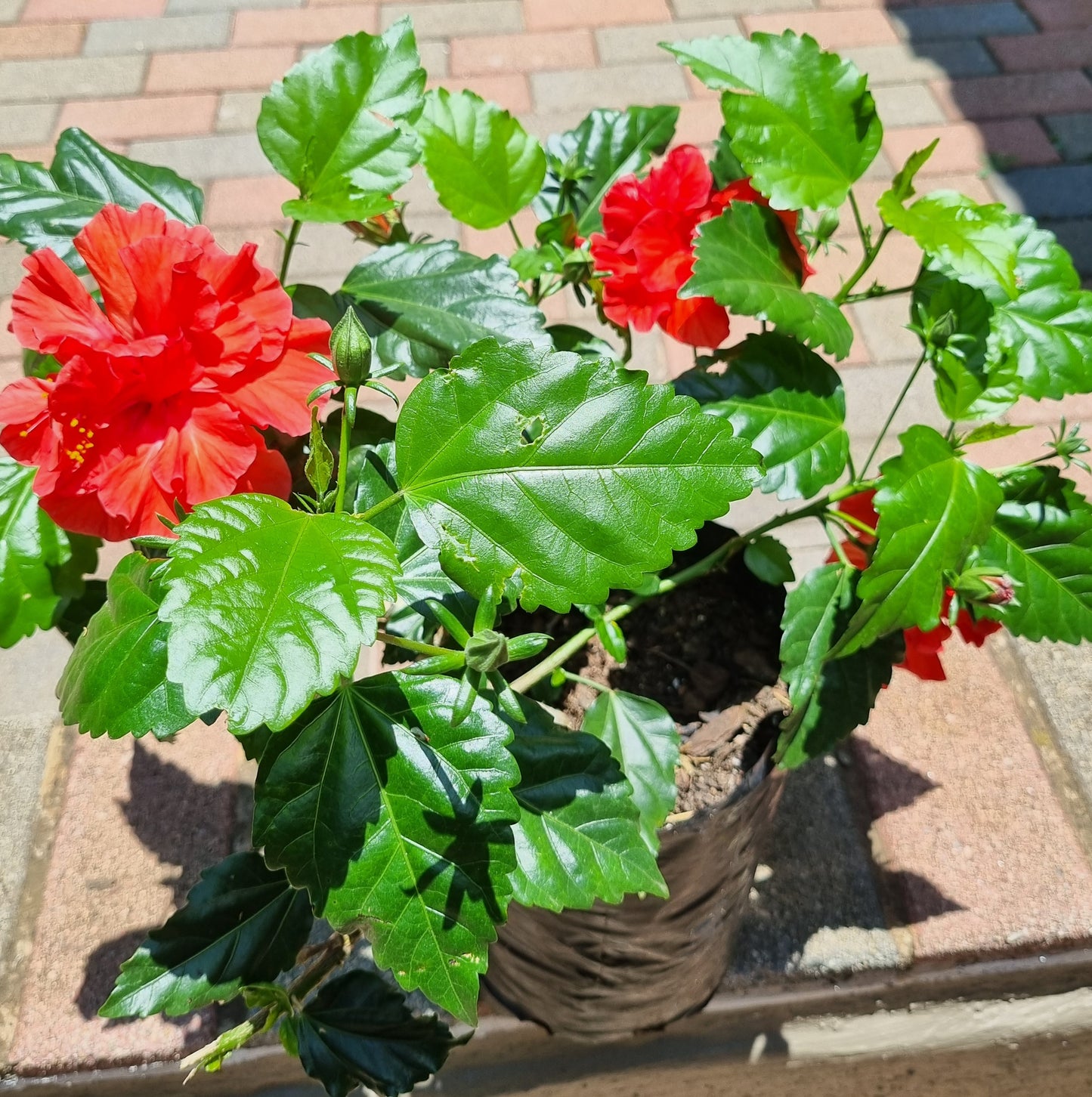 Hibiscus Red Dragon  5L