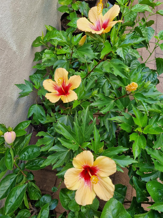 Hibiscus Hacienda Sunrise  5L