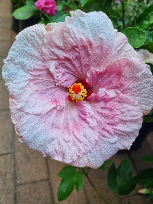 Hibiscus Lady Flo  5L