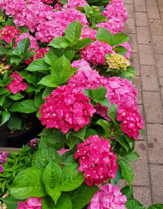 Hydrangeas Pink Large 20L