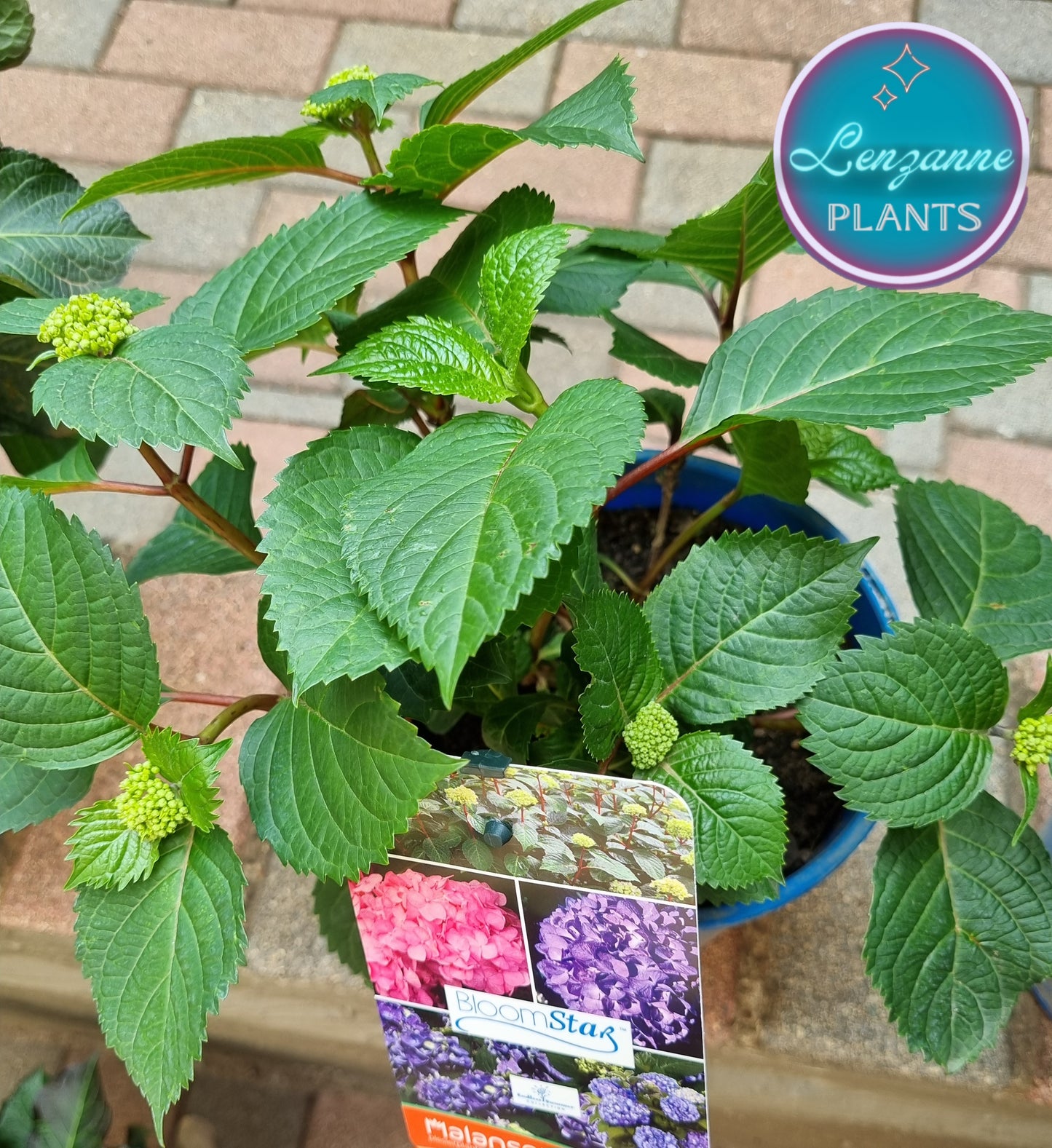Hydrangea Bloomstar 19cm Pot
